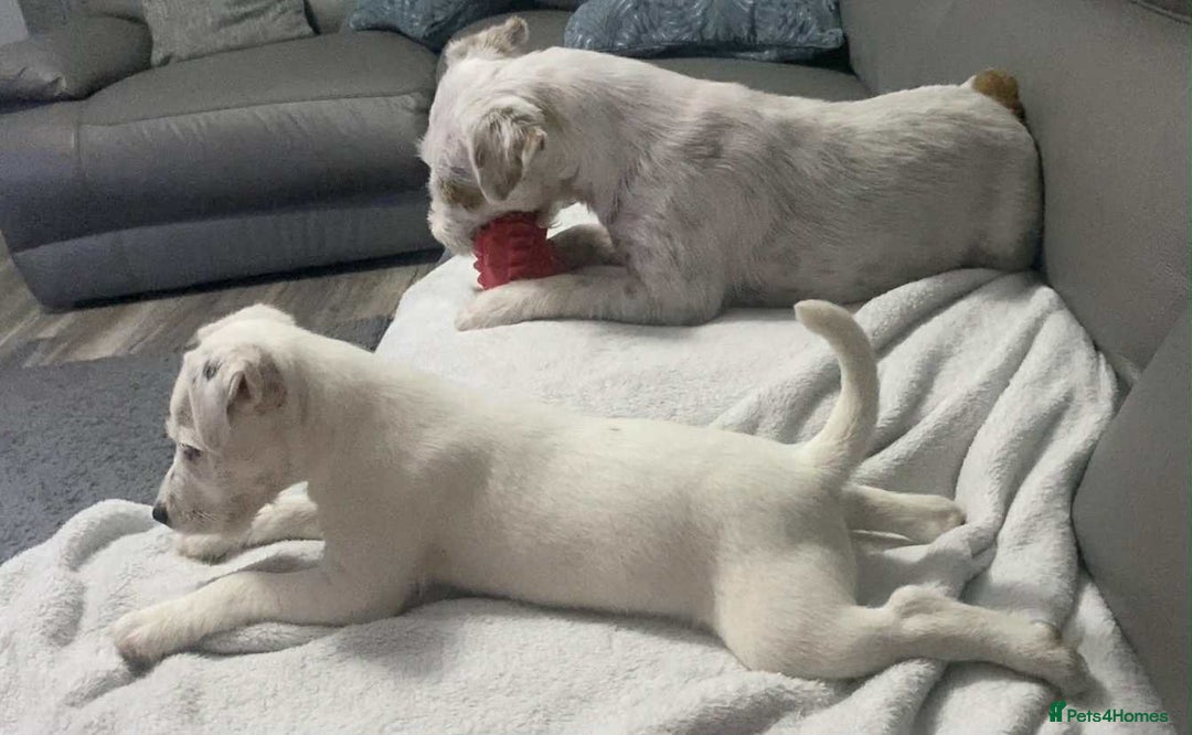 Parson Russell dogs for sale: Champion Bred Parson Puppies in Lanark - Image 14