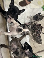 French Bulldog dogs French Bulldog Puppies for Sale - Advert 4