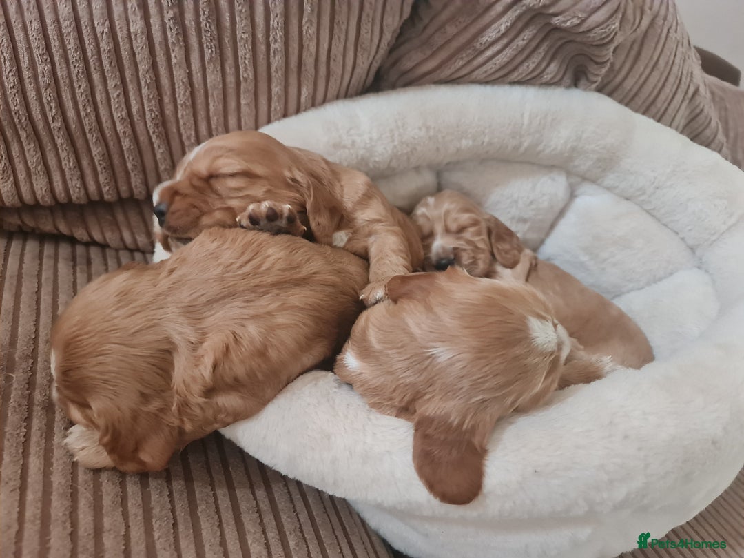 Cocker Spaniel dogs for sale: Golden Cocker Spaniel puppies (boy available) - Advert 33
