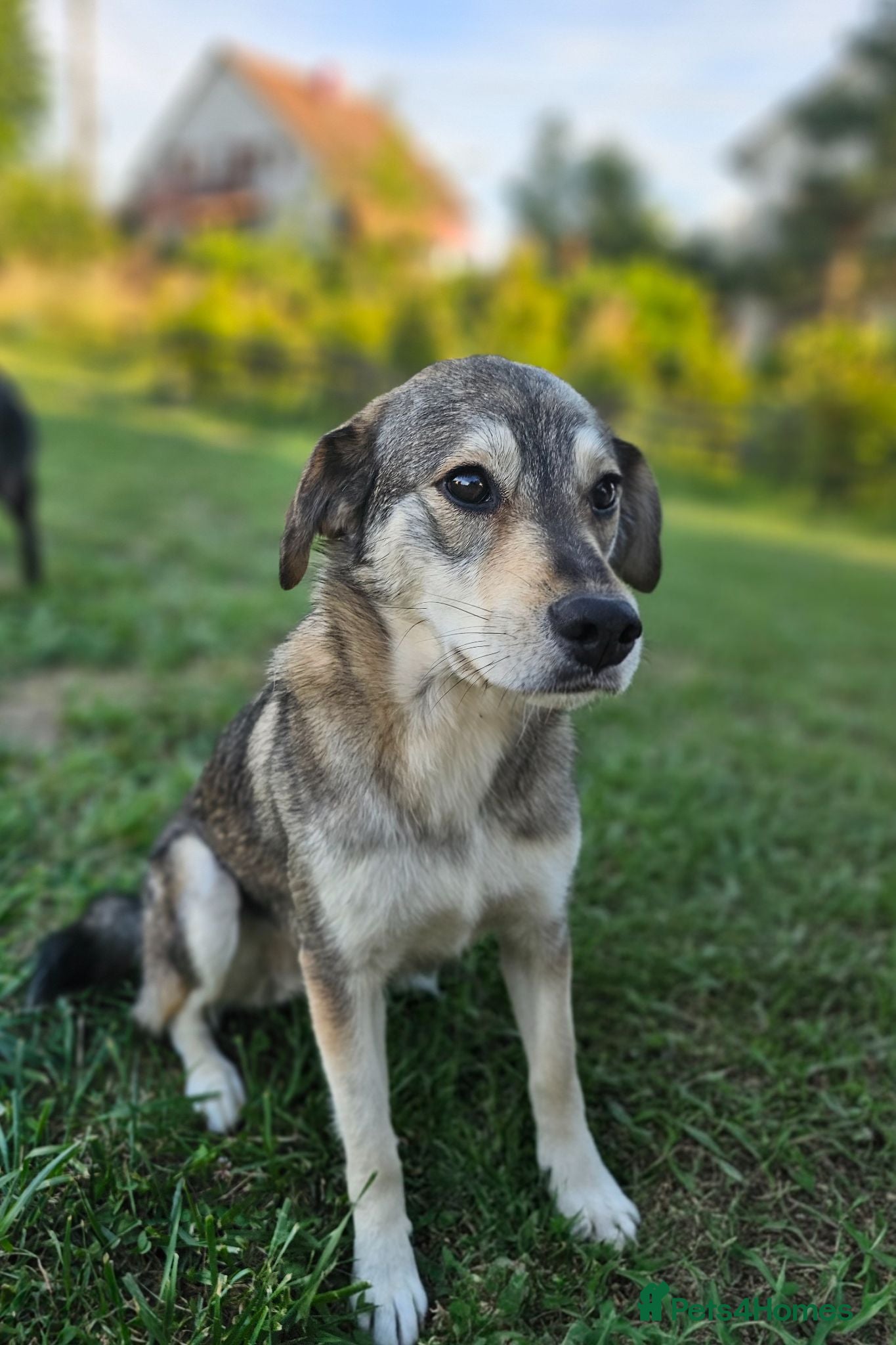Mixed Breed dogs 🐾 LAJKA – LOOKING FOR A FOREVER HOME 🐾 - Advert 20