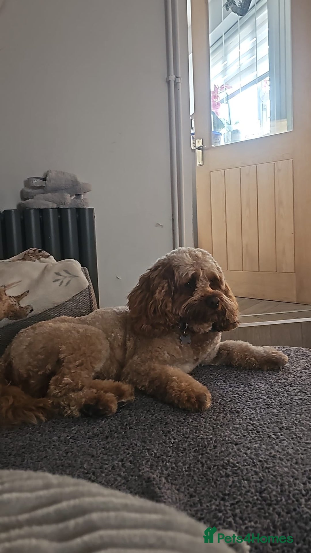 Mixed Breed dogs for sale: Cavachon Puppies for Sale  - Image 8