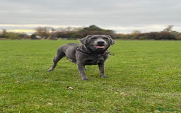Labrador Retriever dogs for sale: Stunning Charcoal Labrador puppies - Image 5