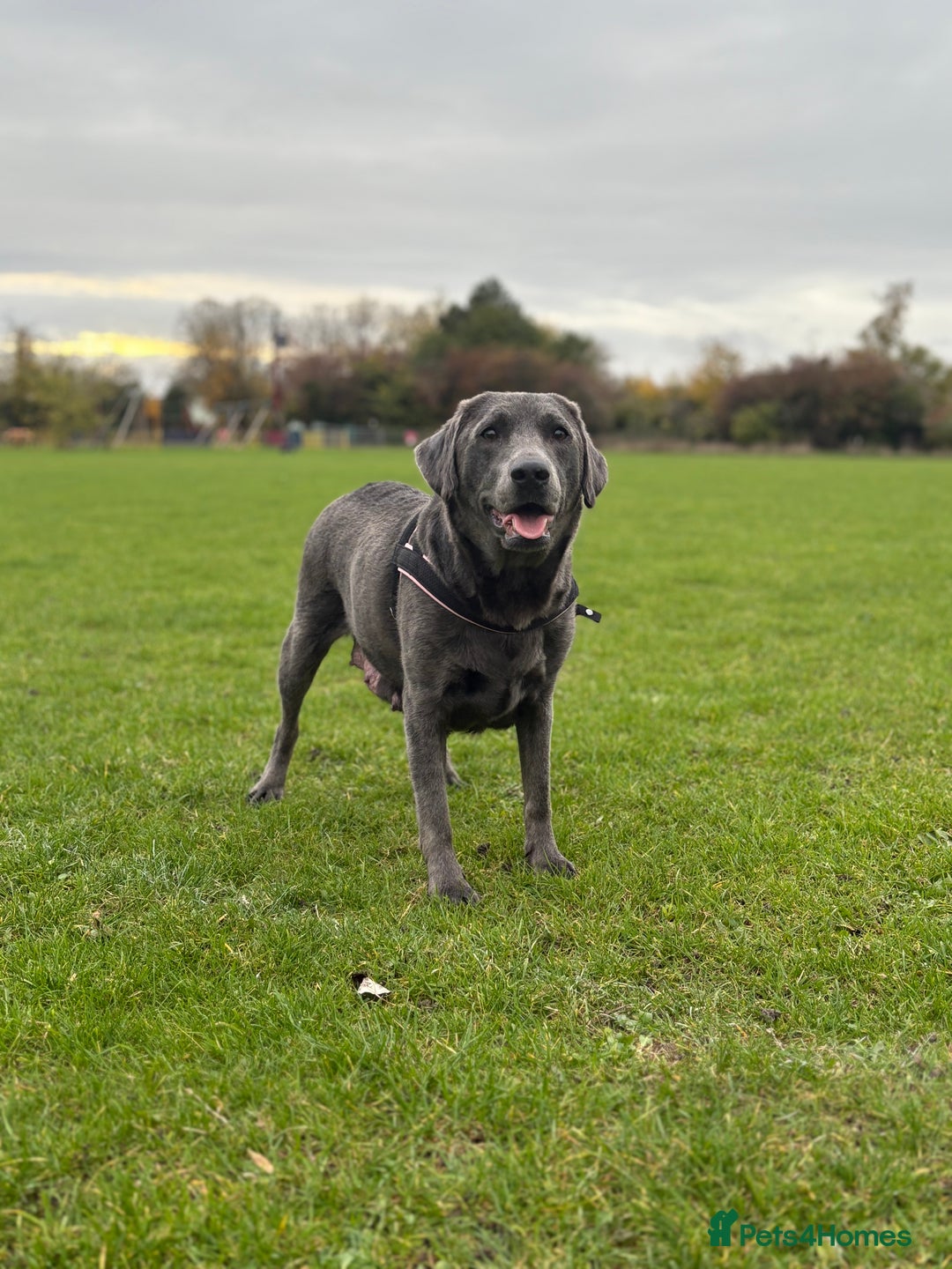 Labrador Retriever dogs for sale: Stunning Charcoal Labrador puppies - Image 5