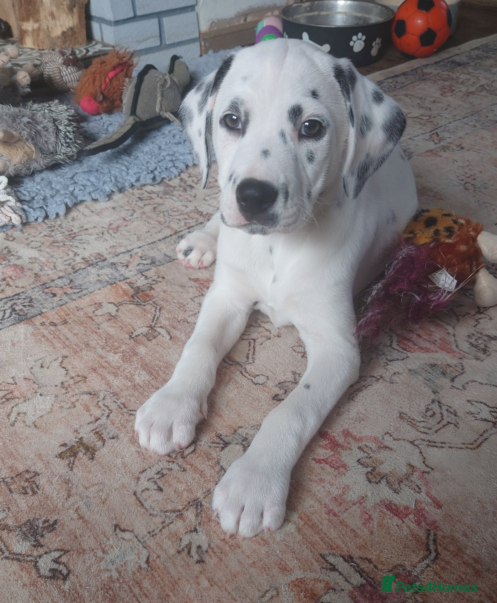 Mixed Breed dogs 9 Beautiful Dalmador Puppies! - Advert 13