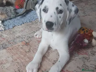 Mixed Breed dogs 9 Beautiful Dalmador Puppies! - Advert 13