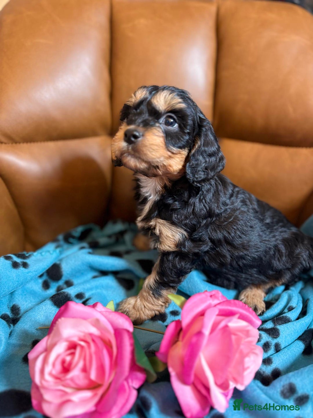 Cavapoo dogs for sale: Ruby &black n tan boys and girls  - Image 13