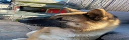 Akita dogs for sale: Akita in Leeds - Advert 4