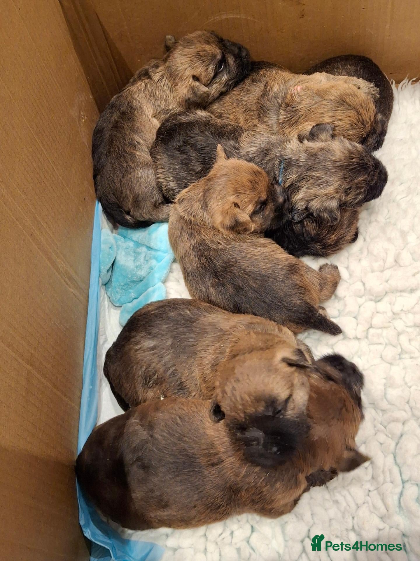 Cairn Terrier dogs Stunning pedigree litter bred from champion cairns - Advert 2