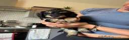 Jackapoo dogs for sale: ❌ 3 LEFT ❌ FB1 jackapoo puppies  - Advert 7