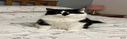 Mixed Breed cats for sale: Bertie and Bob in Ledbury - Advert 8