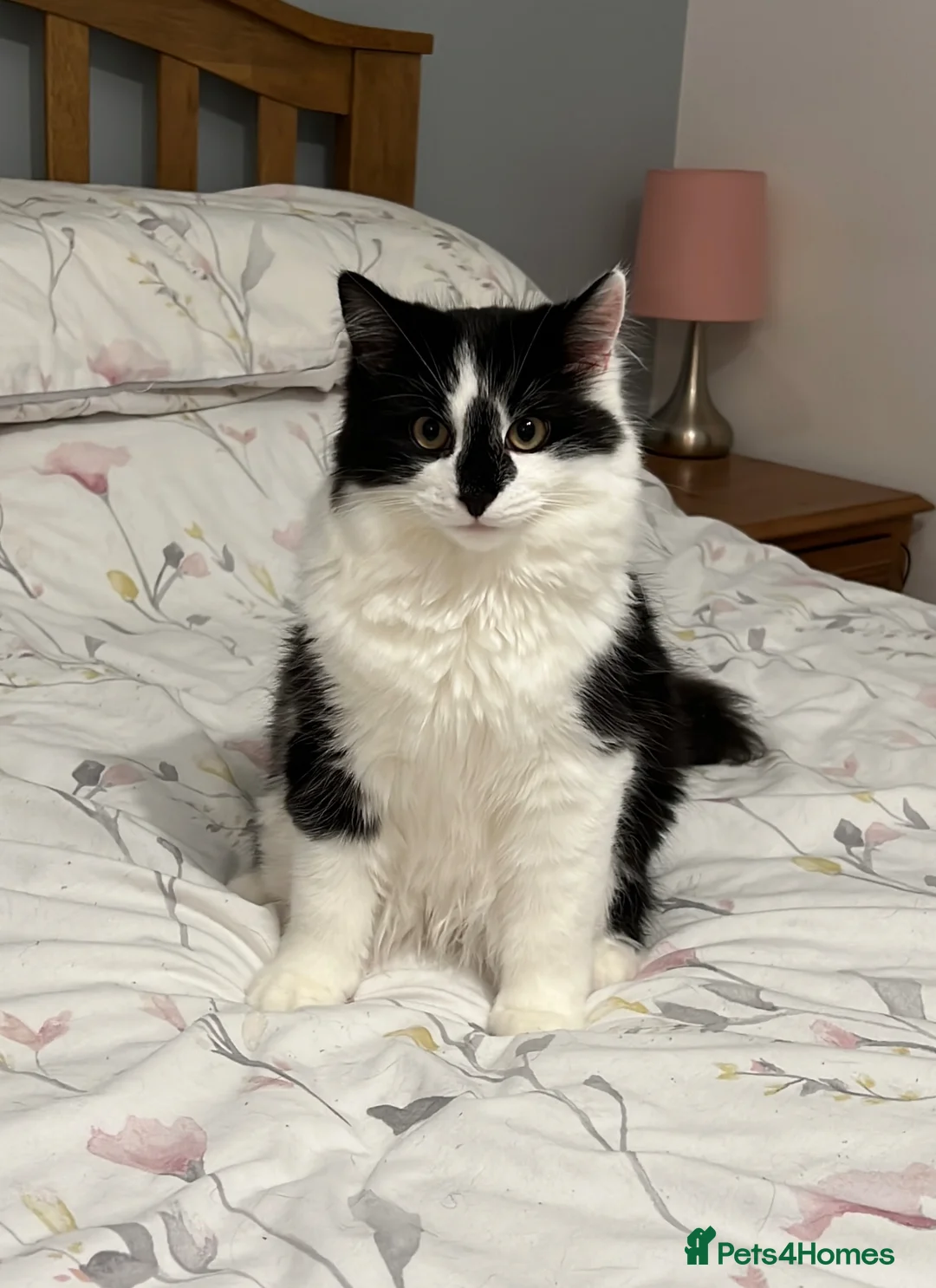 Mixed Breed cats for sale: Bertie and Bob in Ledbury - Advert 8
