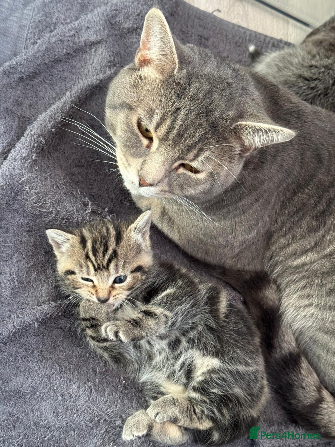 Mixed Breed cats for sale: Mixed British short haired kittens  - Advert 8