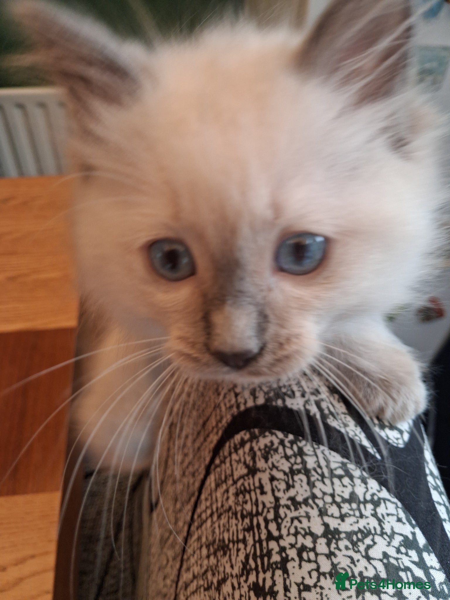 Ragdoll cats for sale: Ragdoll kittens ready 11th June after vet check - Advert 11