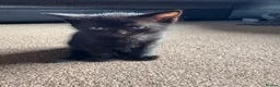 Mixed Breed cats for sale: 4 Beautiful Kittens For Sale 🥰 - Advert 3