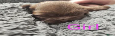 Shih Tzu 7
