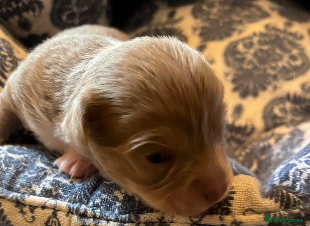 Chihuahua dogs for sale: chihuahua boy puppies  - Advert 17