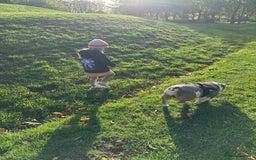 English Bulldog dogs for sale: Bella Baby - Image 17
