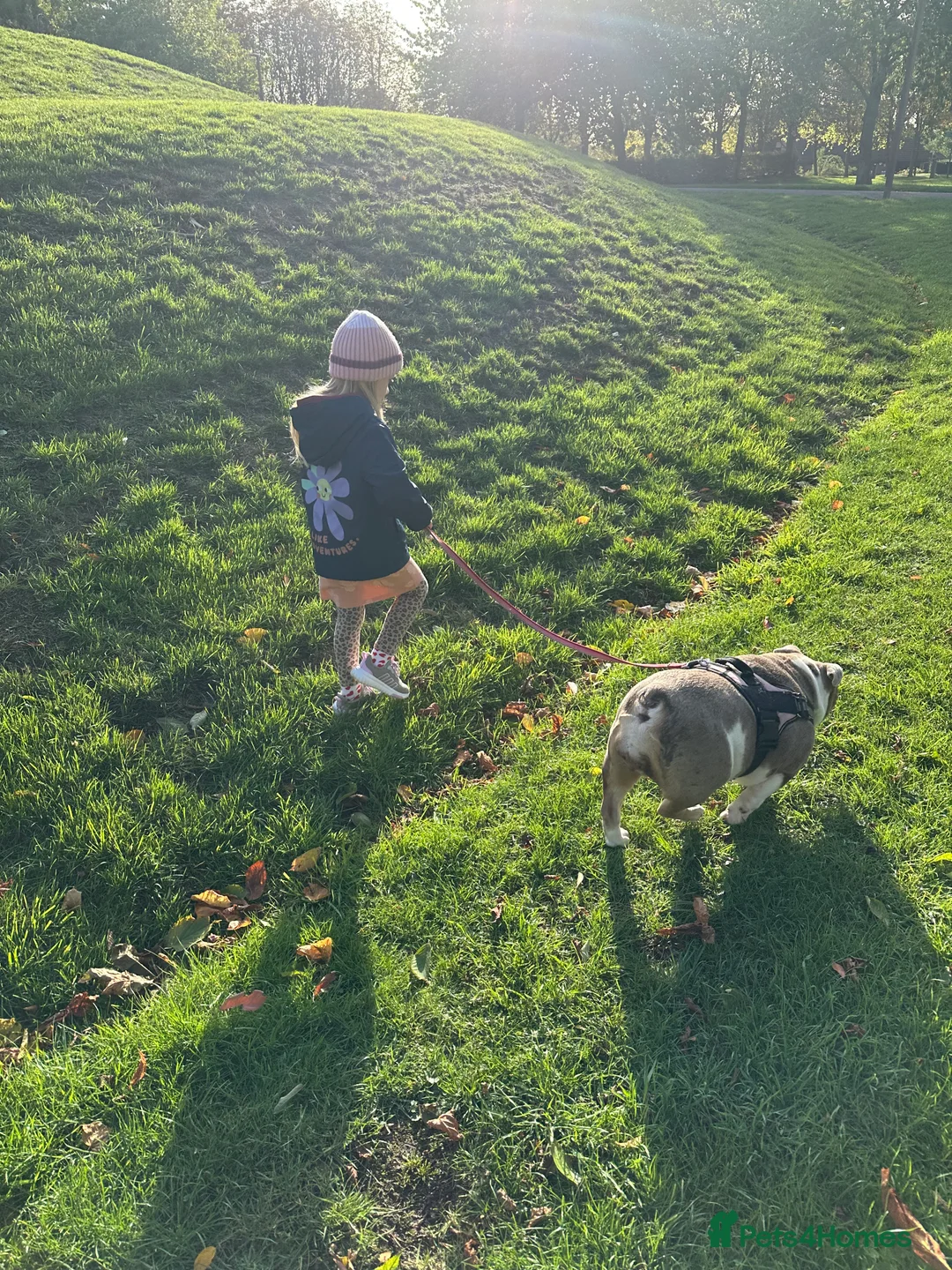 English Bulldog dogs for sale: Bella Baby - Advert 17