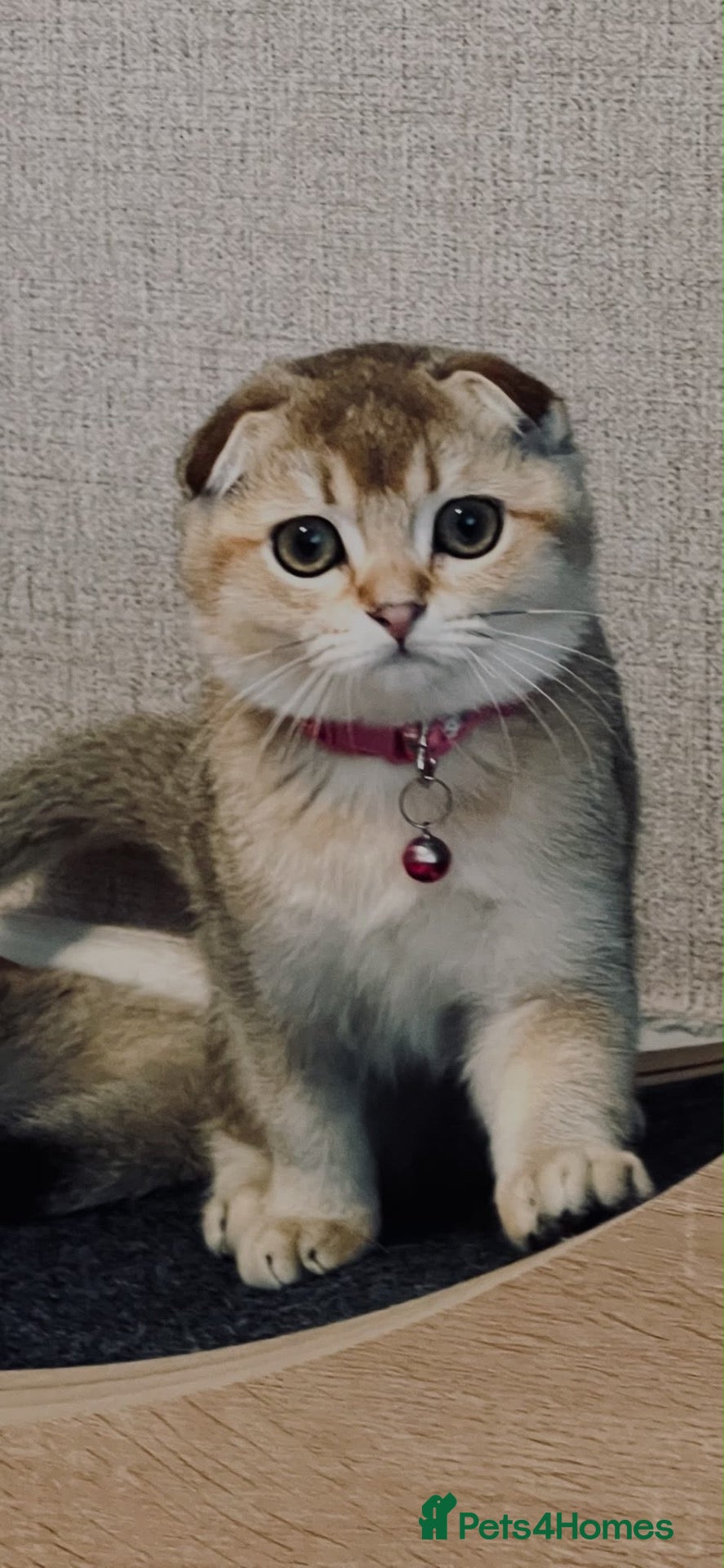 Scottish Fold cats Fully-Vaccinated Scottish Fold Kittens  - Advert 7