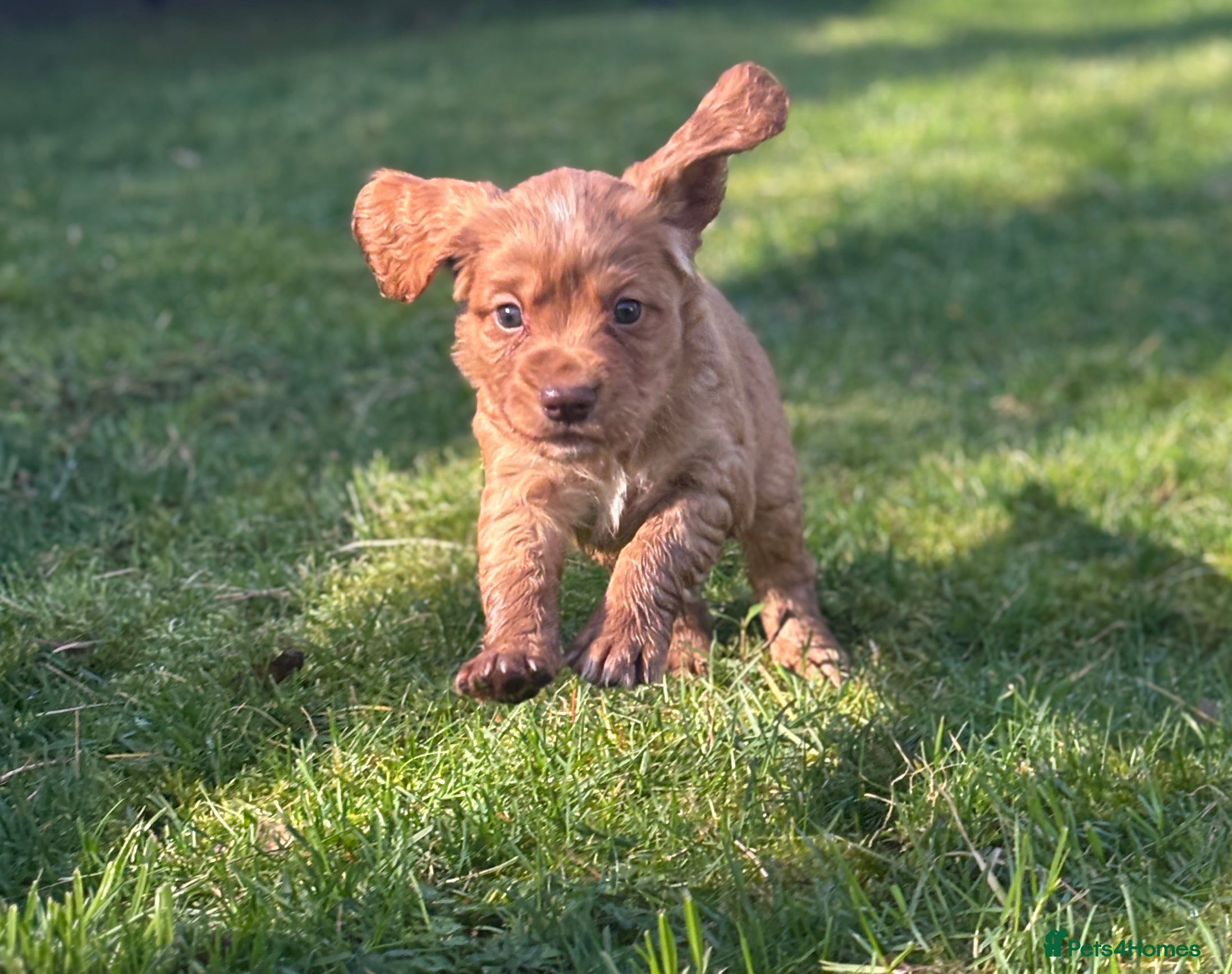 Cocker Spaniel dogs CHUNKY RED WORKING COCKER SPANIEL PUPPIES  - Advert 12
