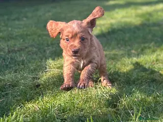 Cocker Spaniel dogs CHUNKY RED WORKING COCKER SPANIEL PUPPIES - Advert 12