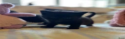 Mixed Breed cats for sale: Beautiful kittens with fantastic temperaments🐱 - Advert 3