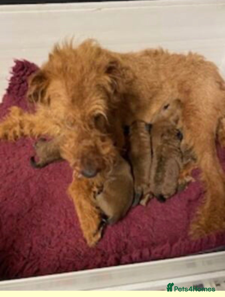 Irish Terrier dogs Beautiful KC registered pup last remaining girl  - Advert 1