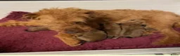 Irish Terrier dogs for sale: Beautiful KC registered pup last remaining girl  in Minehead - Advert 1