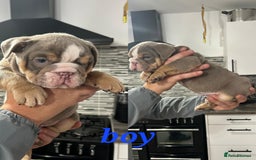 English Bulldog dogs for sale: Stunning bulldogs  - Image 7