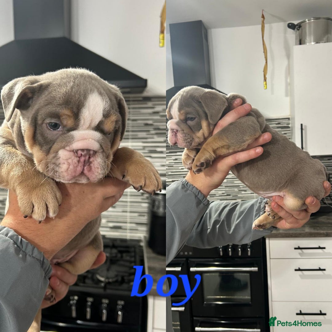 English Bulldog dogs for sale: Stunning bulldogs  - Image 7