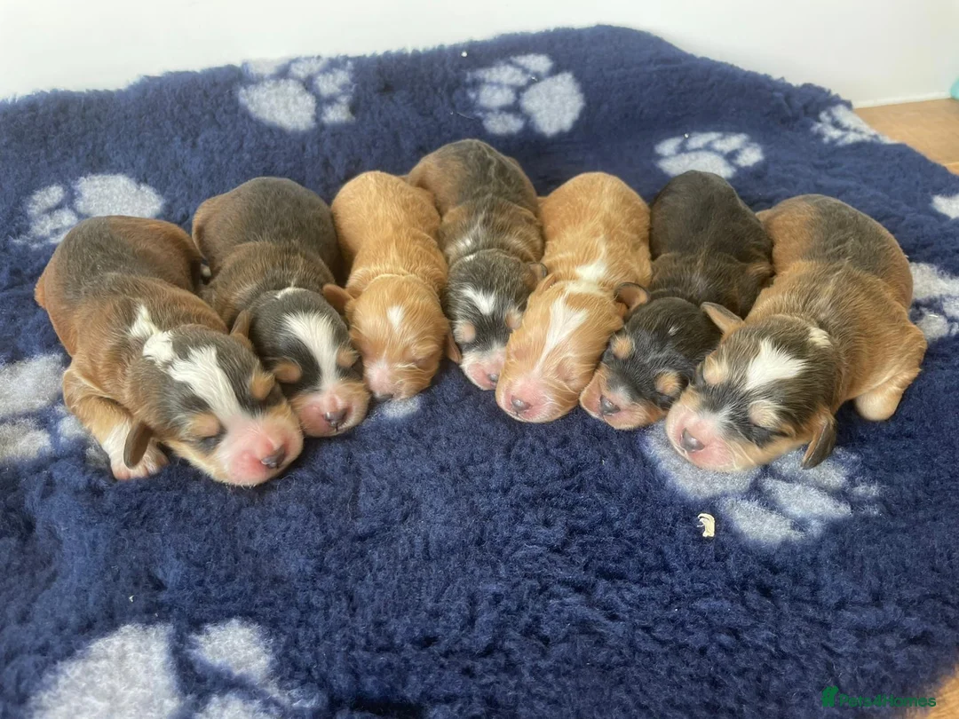 Miniature Poodle dogs for stud: HALF SVK IMP MINIATURE POODLE 🧬270+ health checks in Pickering - Advert 10