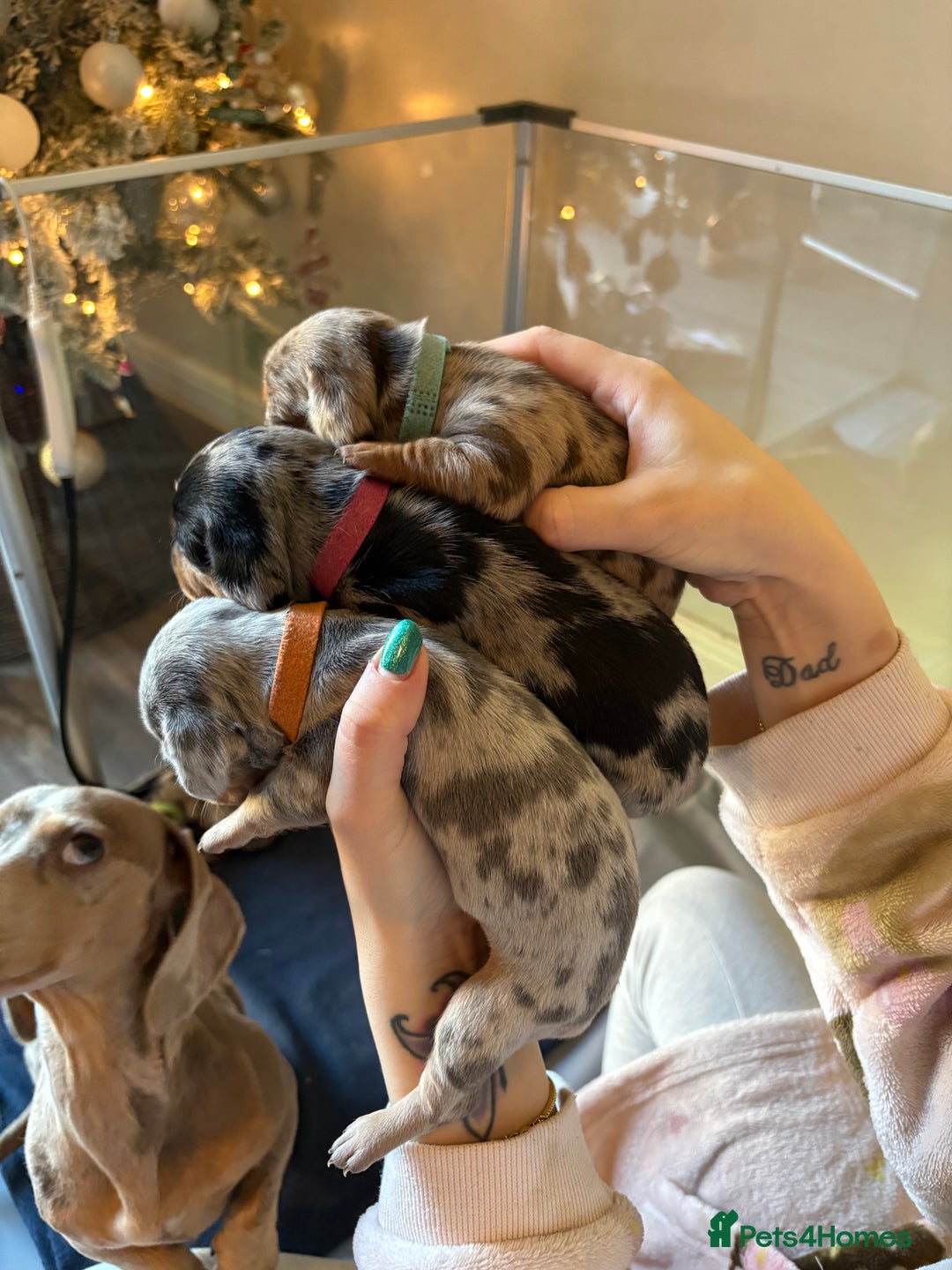 Miniature Dachshund dogs for sale: Miniature dachshund  - Advert 13