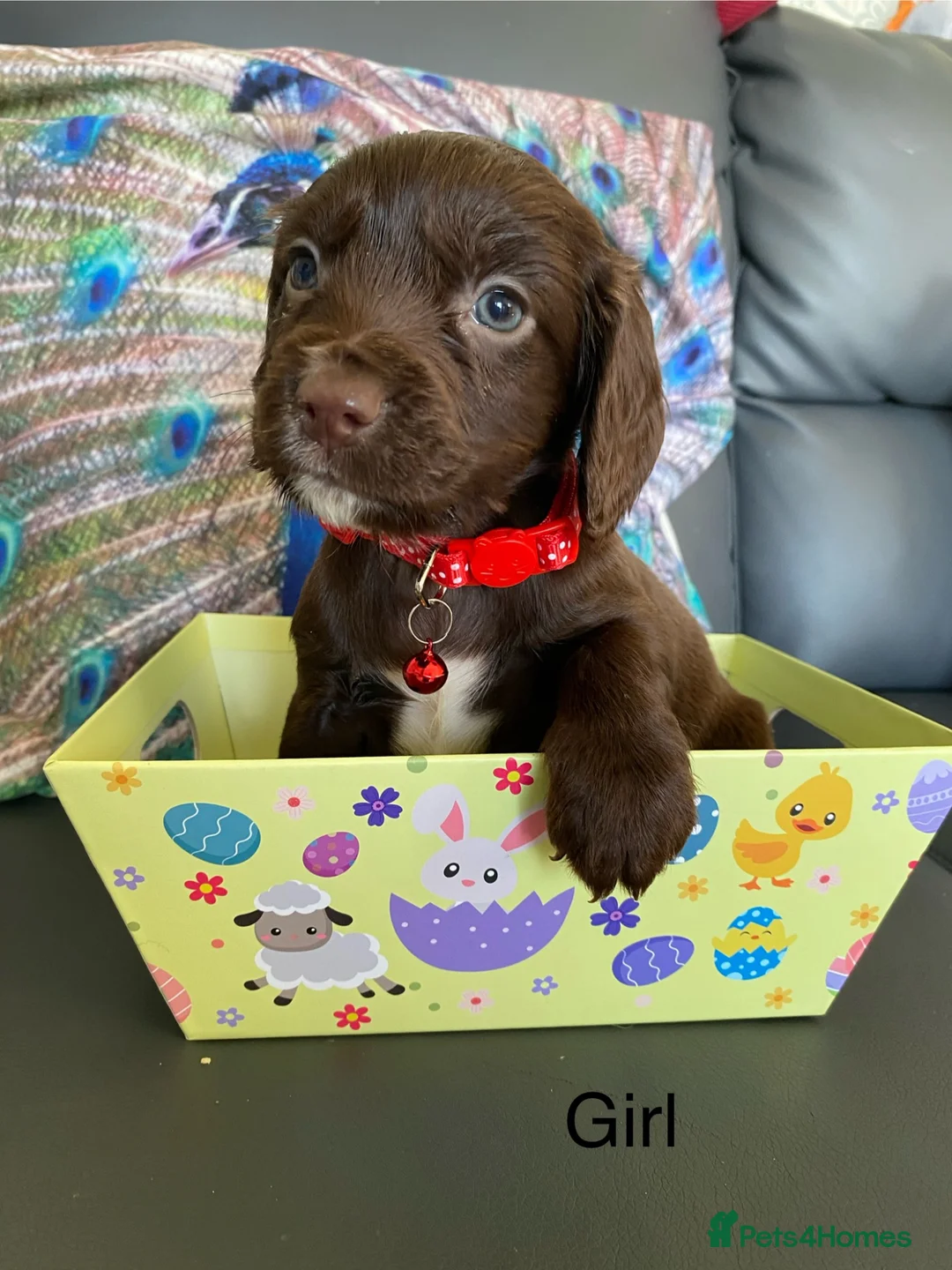 Cocker Spaniel dogs for sale: Beautiful cocker spaniel puppies in Ebbw Vale - Advert 1