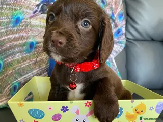 Cocker Spaniel dogs Beautiful cocker spaniel puppies - Advert 1