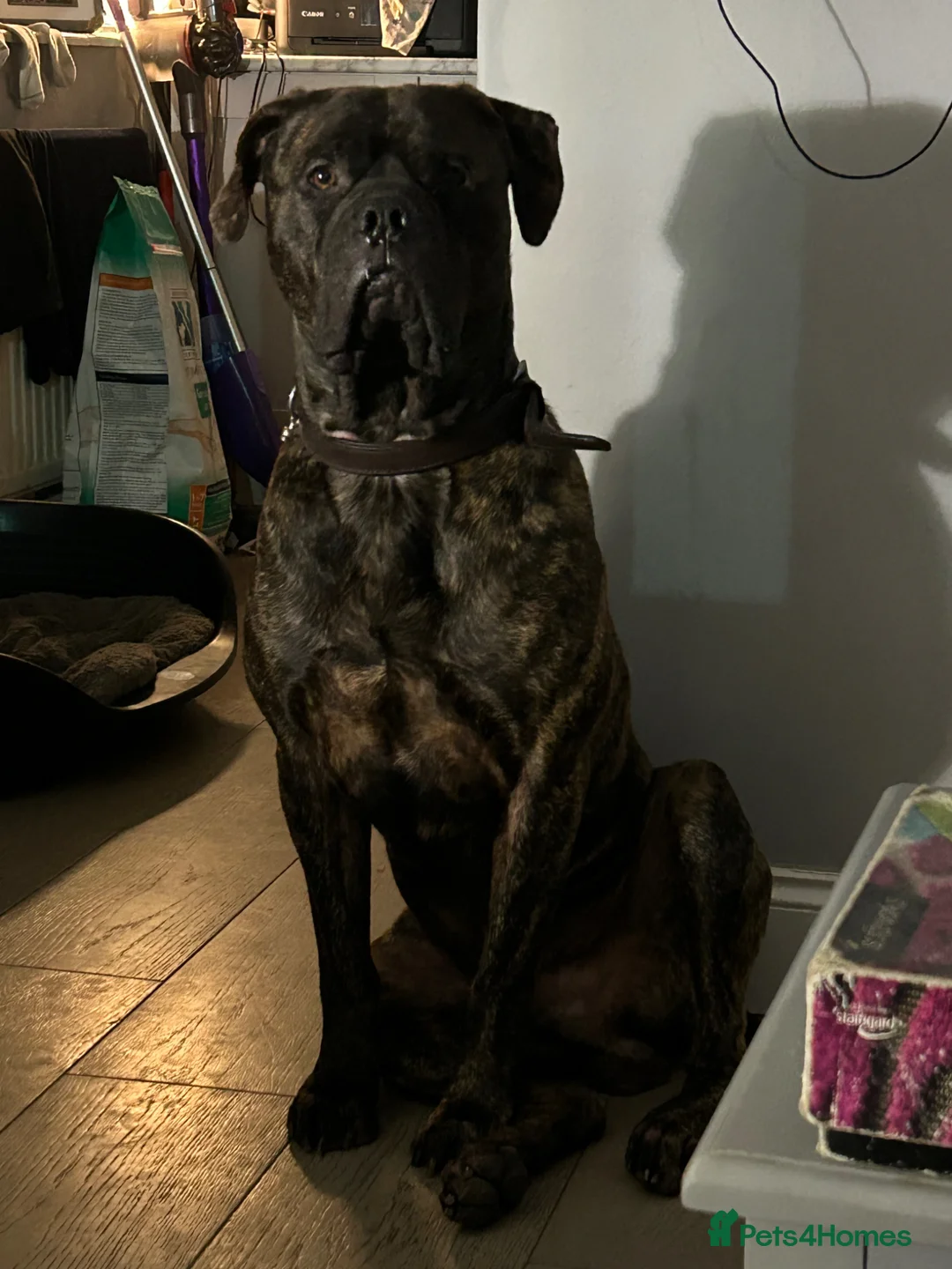 Cane Corso dogs for sale: Loving Cane Corso  in London - Advert 1