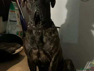Cane Corso dogs Loving Cane Corso - Advert 1