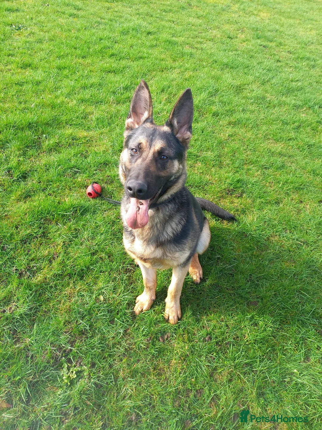 German Shepherd dogs for sale: Male german shepherd  - Advert 2