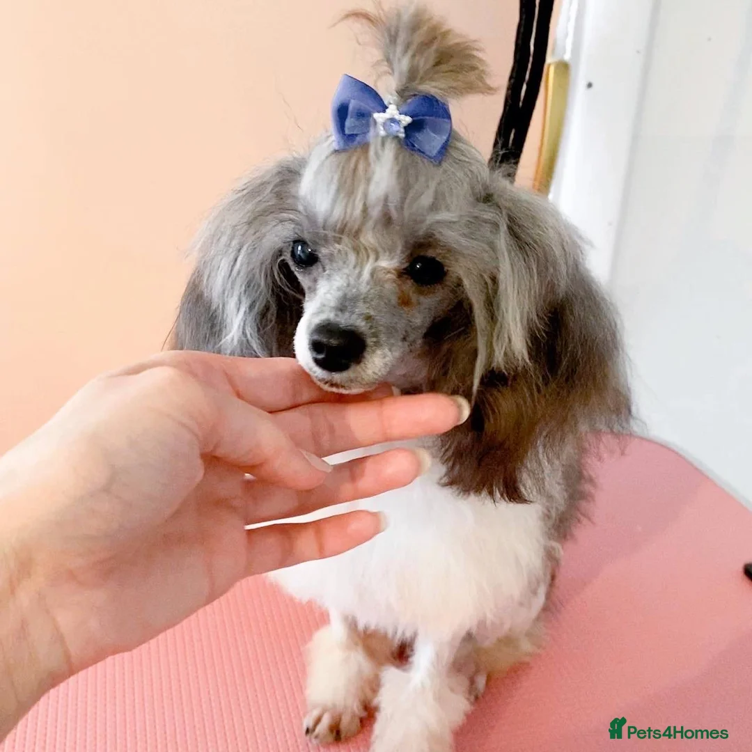 Toy Poodle dogs for stud: 7.5inch Toy HEALTH TESTED ASIAN IMPORT in Guildford - Advert 22