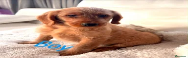 Labradoodle 3