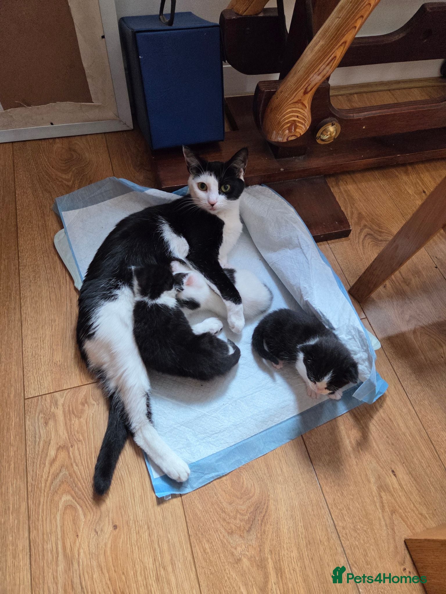 Mixed Breed cats Mixed breed kittens  - Advert 1
