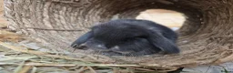 Mini Lop rabbits for sale: Baby lops  in Poole - Advert 4