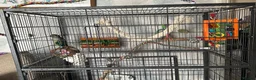 Conures birds for sale: Hand tamed beautiful conure - Advert 3
