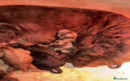 Cockapoo dogs for sale: F1b Cockapoo puppies in Strathaven - Image 9
