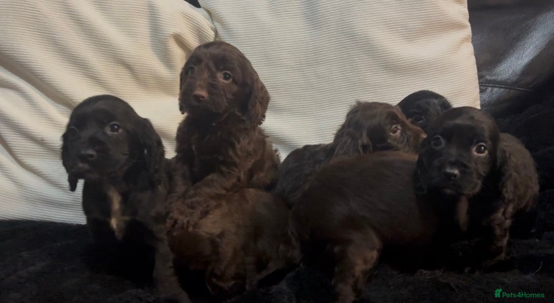 Cockapoo dogs for sale: Adorable F1B Cockapoos❤️💙 🐾 - Advert 22