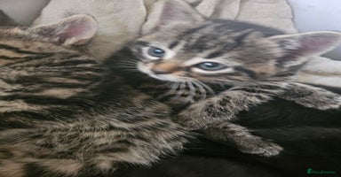 Mixed Breed cats Fluffy girls - Advert 10