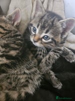 Mixed Breed cats Fluffy girls - Advert 10