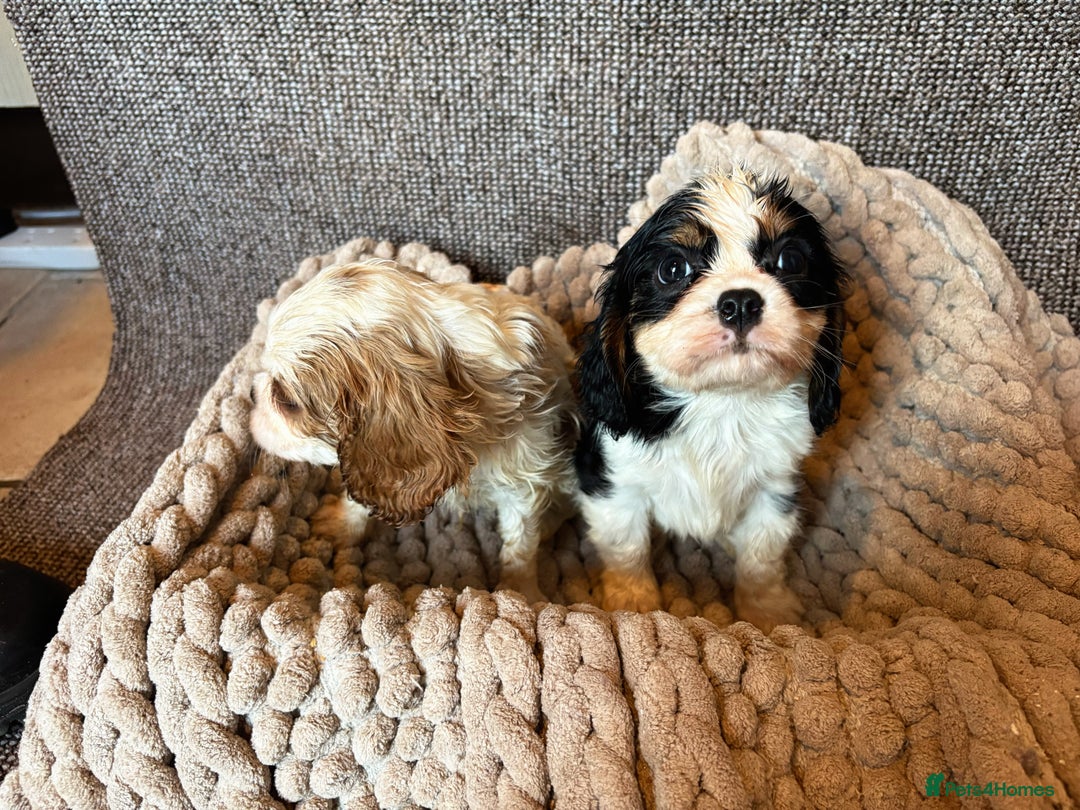 Cavalier King Charles Spaniel dogs for sale: Cavalier King Charles Puppys   - Advert 8