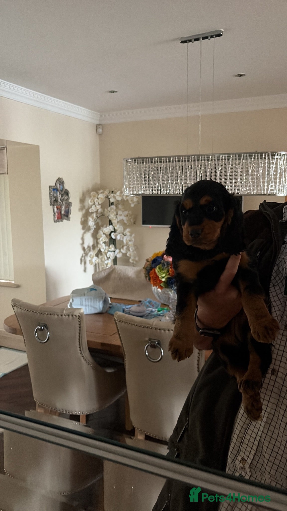 Cocker Spaniel dogs BEAUTIFUL , BLACK-TAN , KC REG , FEMALE COCKER PUP - Advert 2
