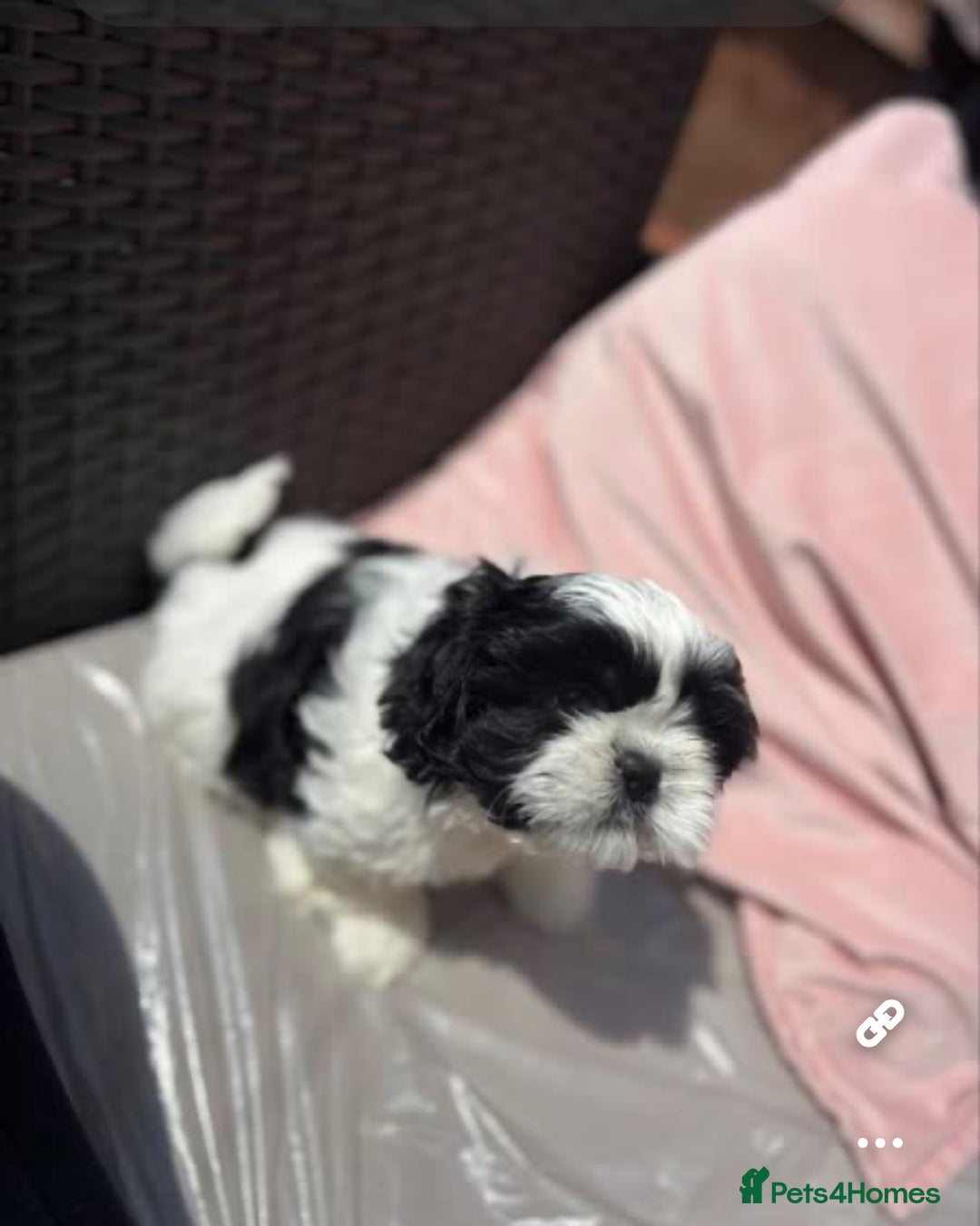 Shih Tzu dogs for sale: Puppies Shih tzu  in Peterborough - Image 10