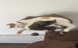 Mixed Breed cats for sale: Mother and Daughter home needed - Image 6